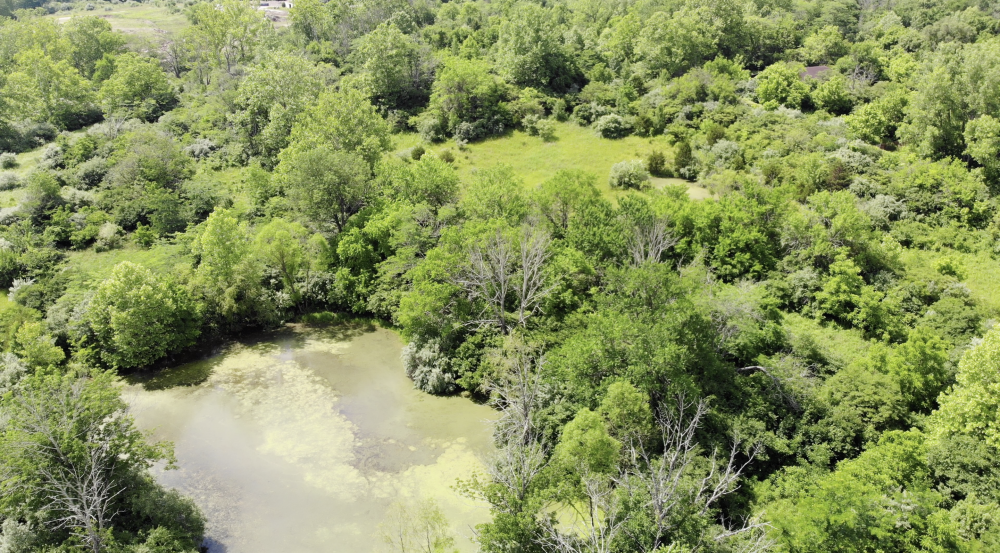 Safari Northwest Shot.png