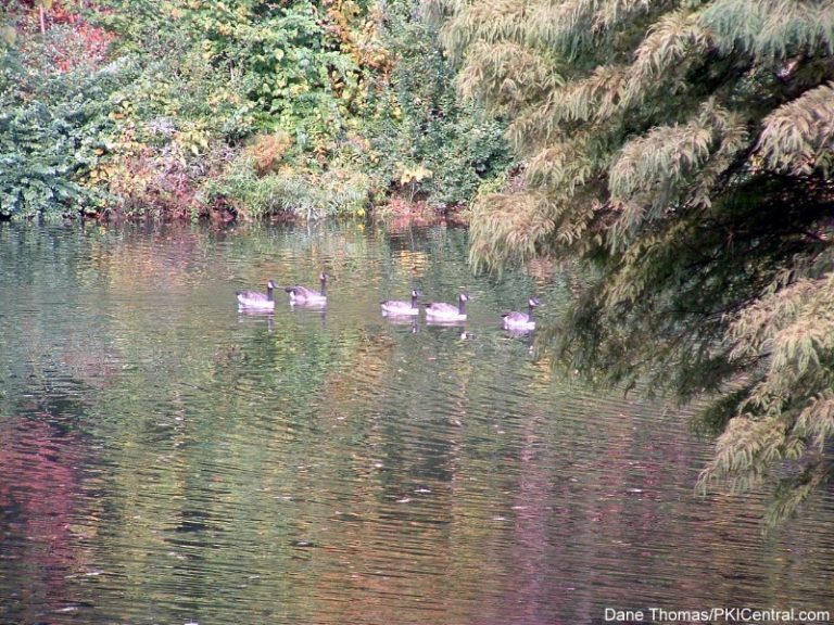 Geese in Fall