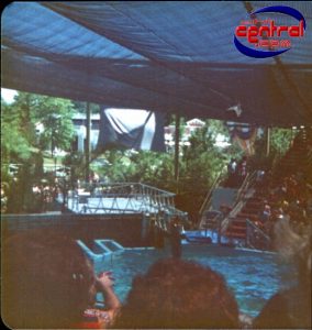 dolphin show