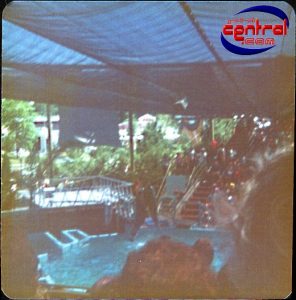 dolphin show