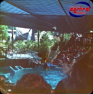 dolphin show