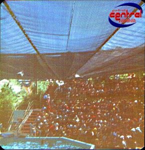 dolphin show