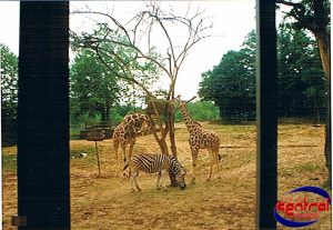 Lion Country Safari & Monorail