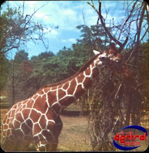 Lion Country Safari & Monorail
