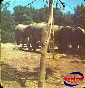 Lion Country Safari & Monorail