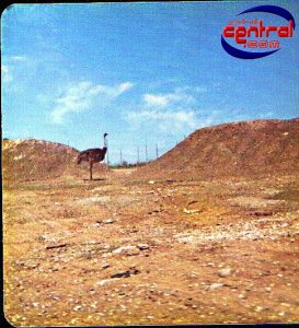 Lion Country Safari & Monorail