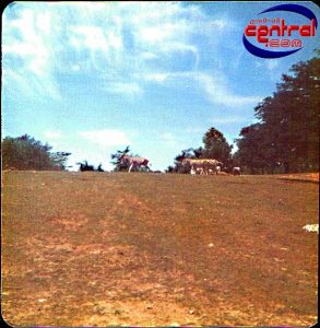 Lion Country Safari & Monorail