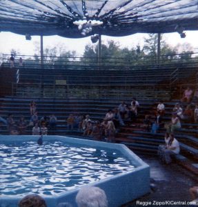 Dolphin Show