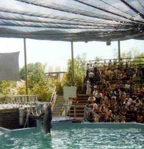 Dolphin Show