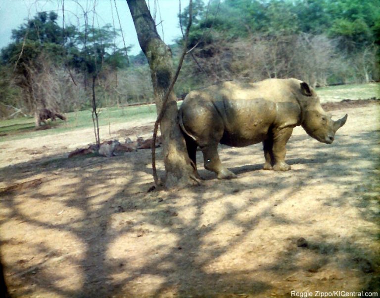 Lion Country Safari