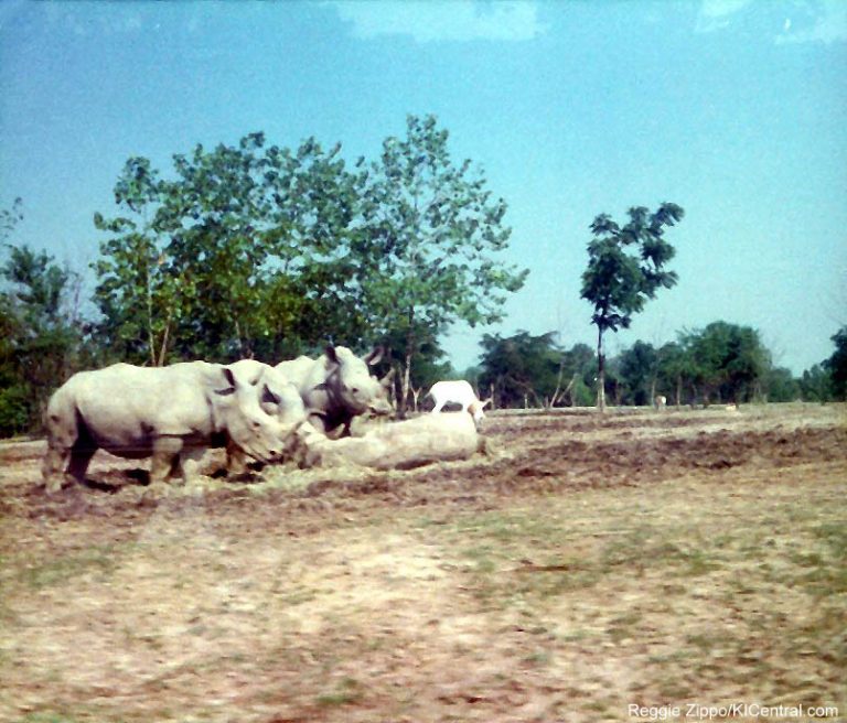 Lion Country Safari