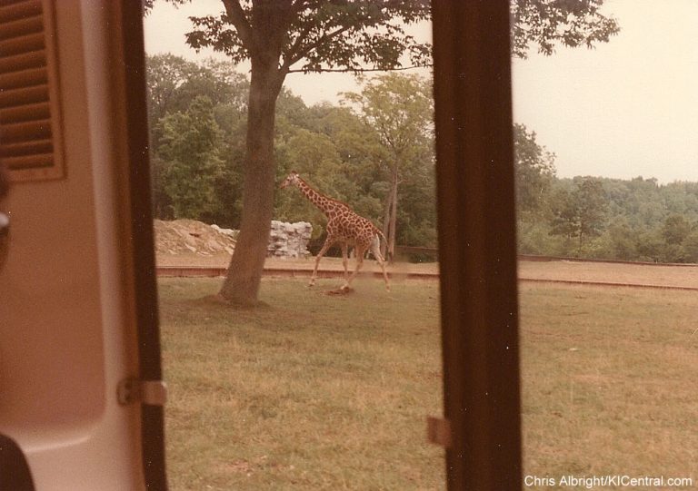 Lion Country Safari