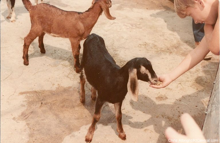 Petting Zoo