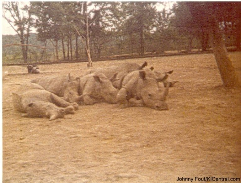 Lion Country Safari