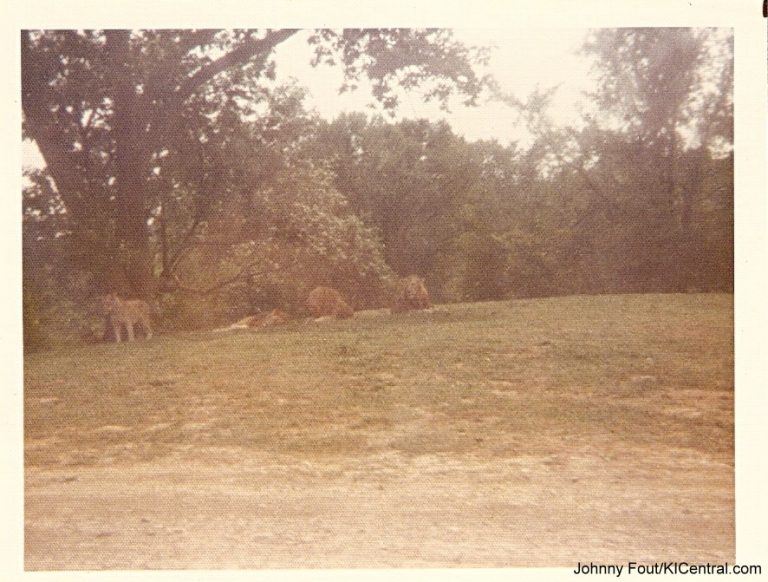 Lion Country Safari