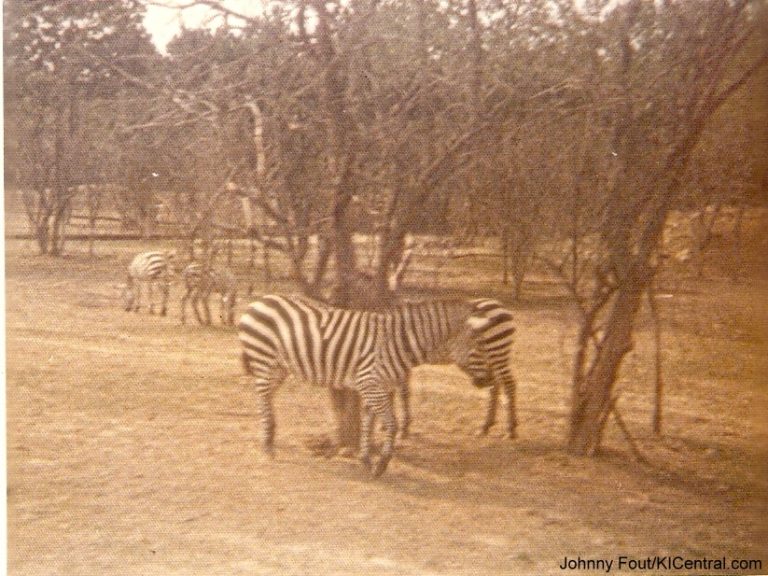 Lion Country Safari