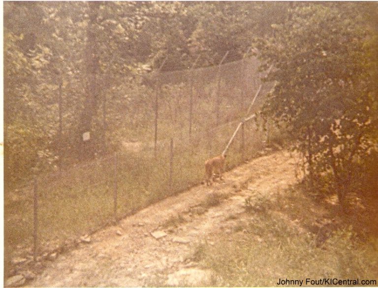 Lion Country Safari