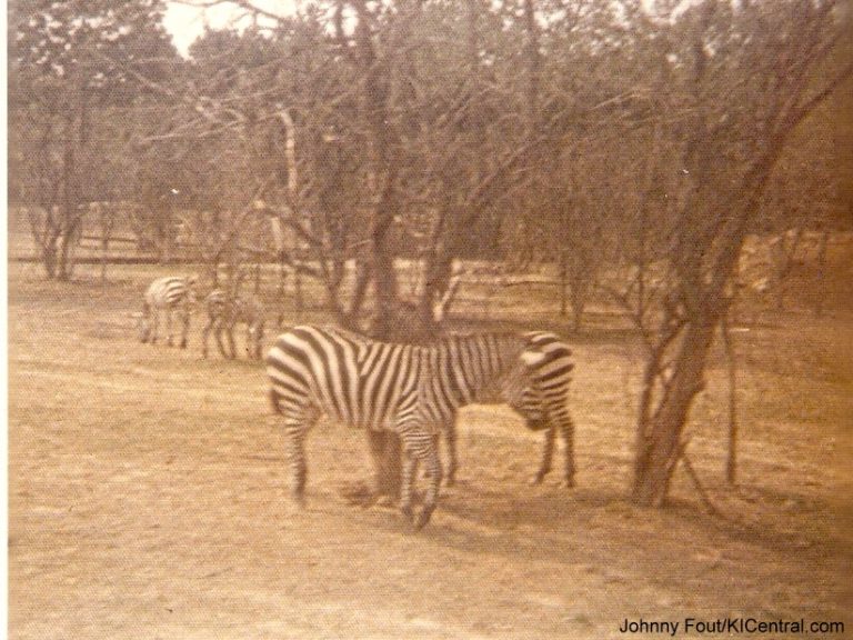 Lion Country Safari