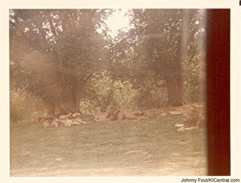 Lion Country Safari