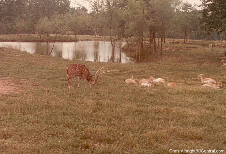 Lion Country Safari