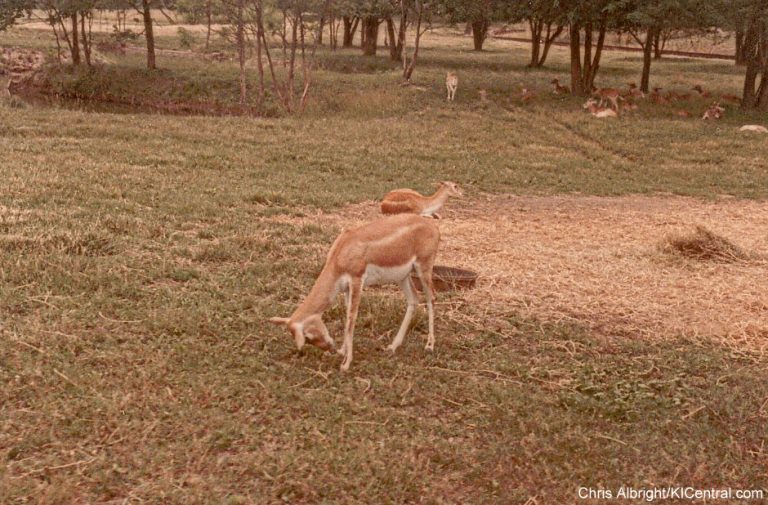 Lion Country Safari