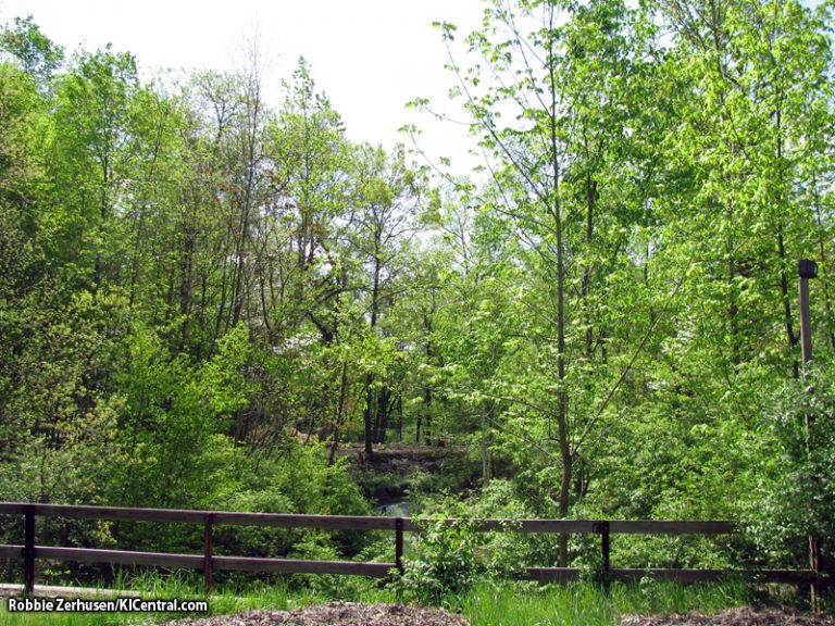 Clearing, as seen from next to WWC