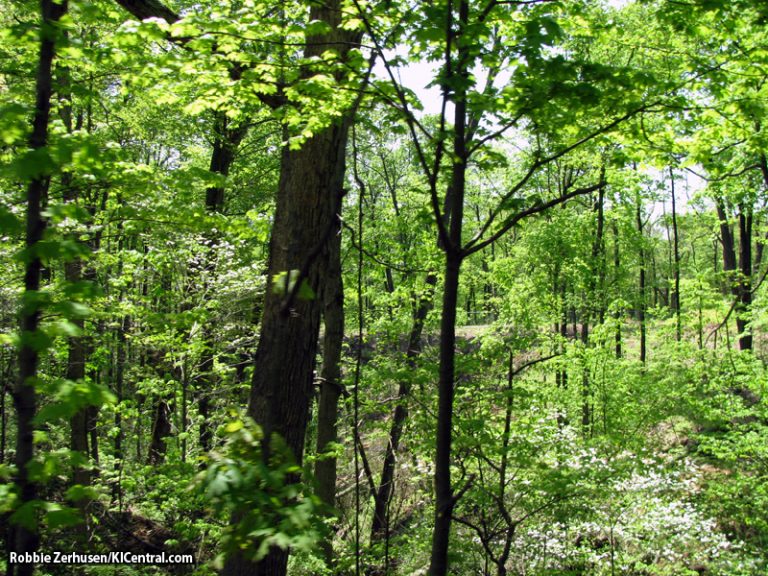 Clearing in the woods behind The Crypt and WWC