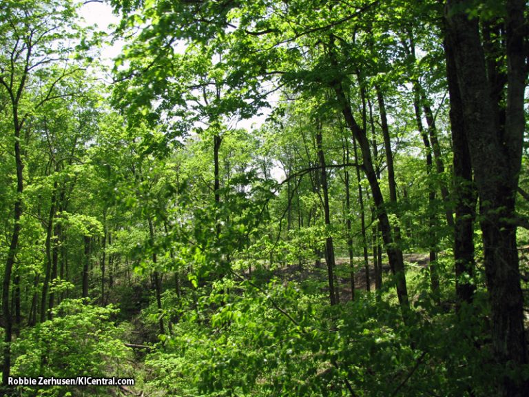 Clearing in the woods behind The Crypt and WWC