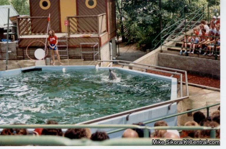 Dolphin Show