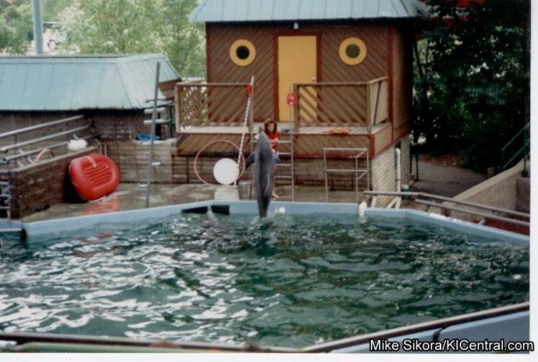Dolphin Show