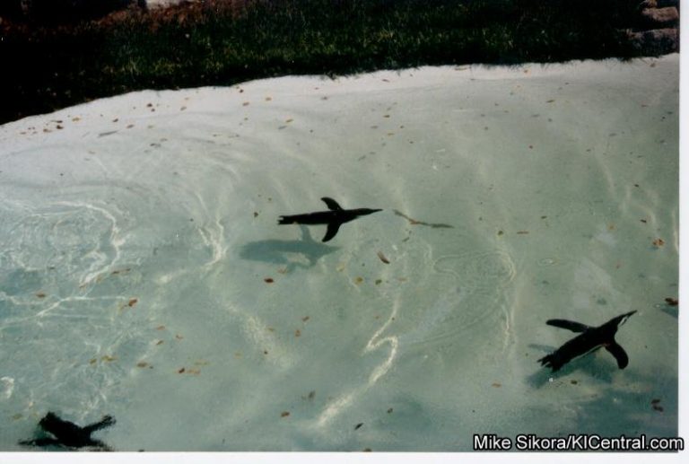 Penguin Pond