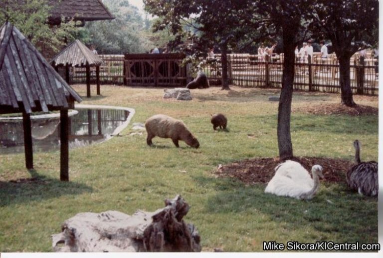 Wild Animal Safari