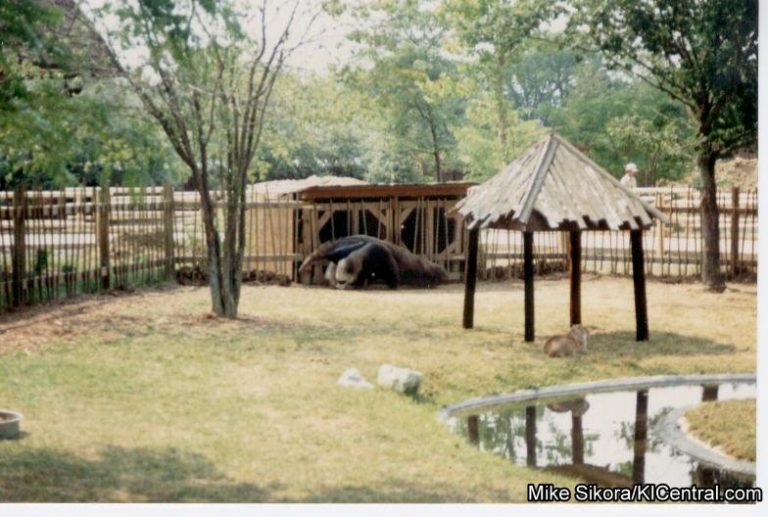 Wild Animal Safari