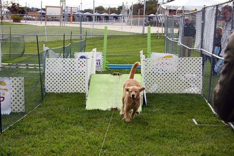 Dog Days 2014 - Doggy Obstacle Course