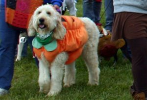 Dog Days 2014