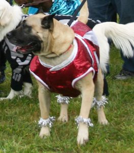 Dog Days 2014