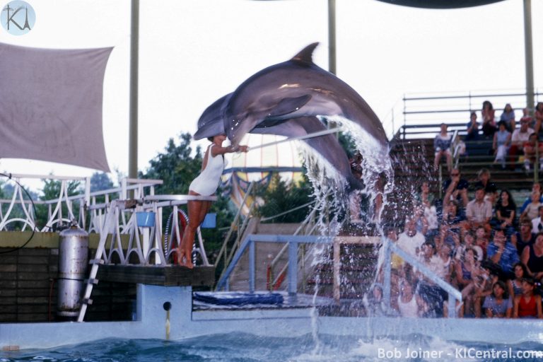 058 PORPOISE SHOW
