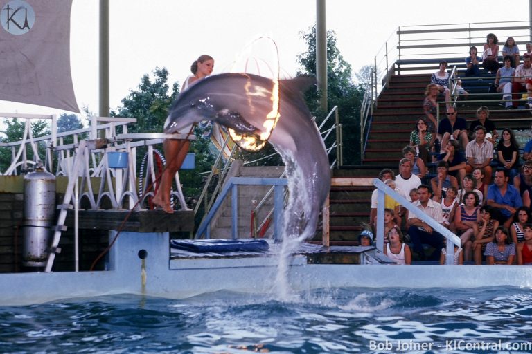 059 PORPOISE SHOW