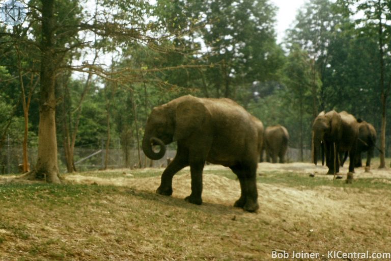 069 ELEPHANTS