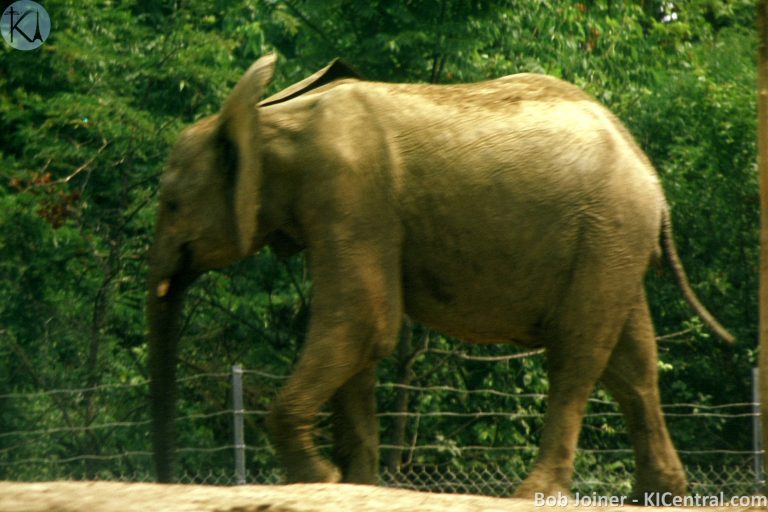 070 ELEPHANT