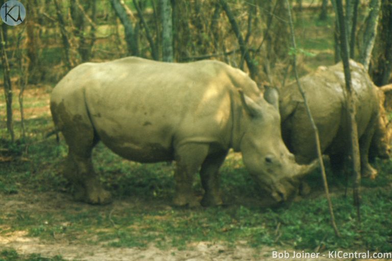 072 RHINOS