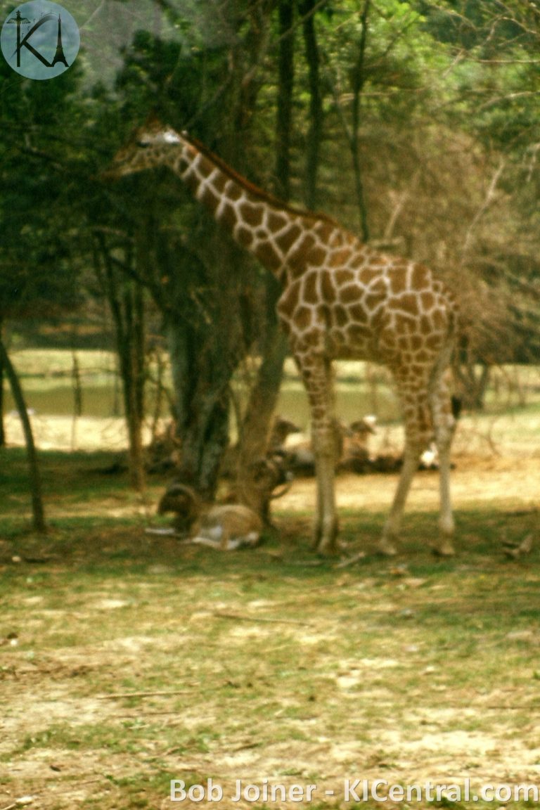 073 GIRAFFE