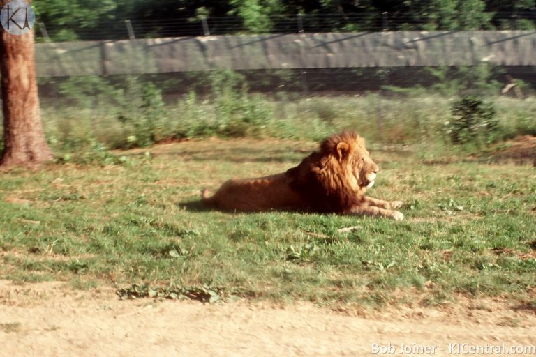 074 LION