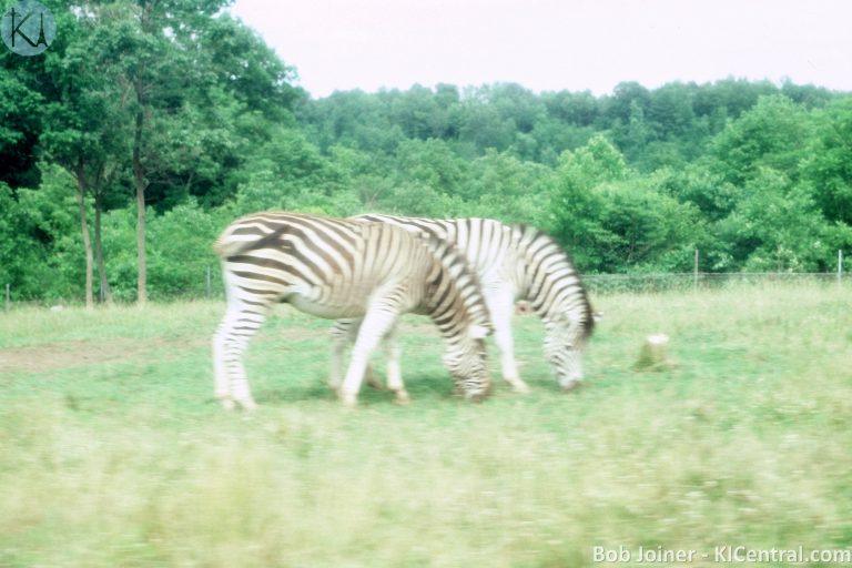 220 AFRICAN SAFARI