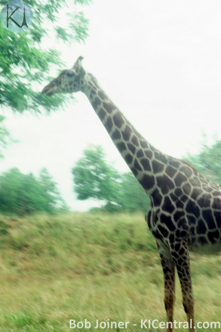 221 AFRICAN SAFARI