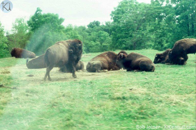 222 AFRICAN SAFARI