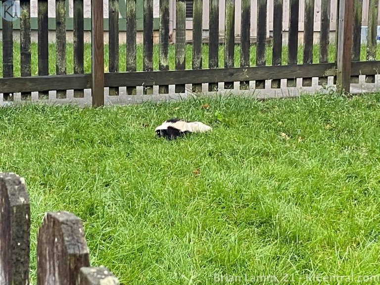 Skunk